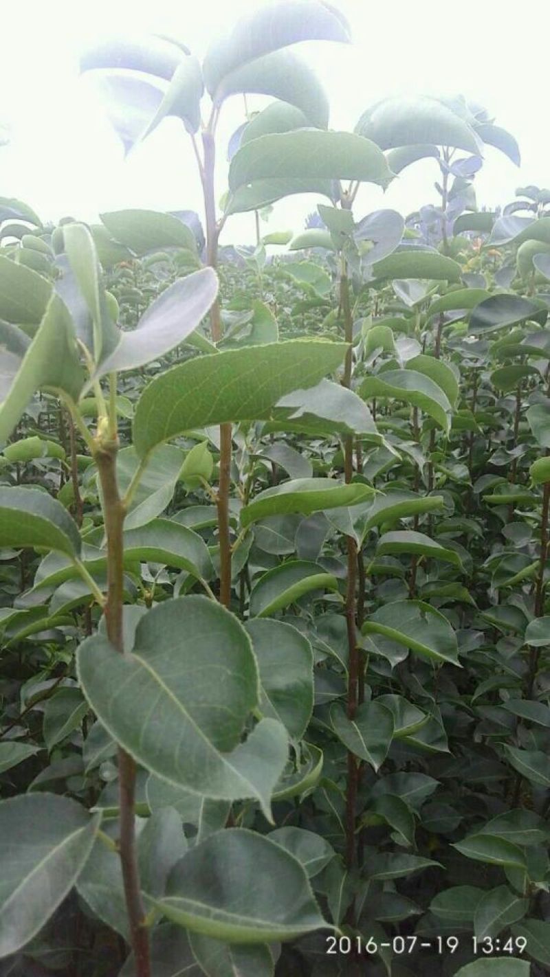 梨树苗，1一5年生，嫁接成品苗，品种齐全，根录完好。