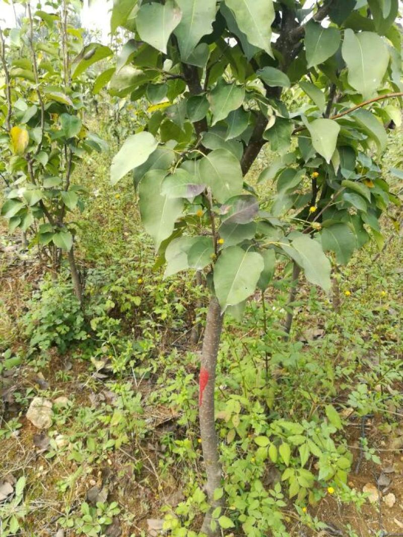 梨树苗，1一5年生，嫁接成品苗，品种齐全，根录完好。