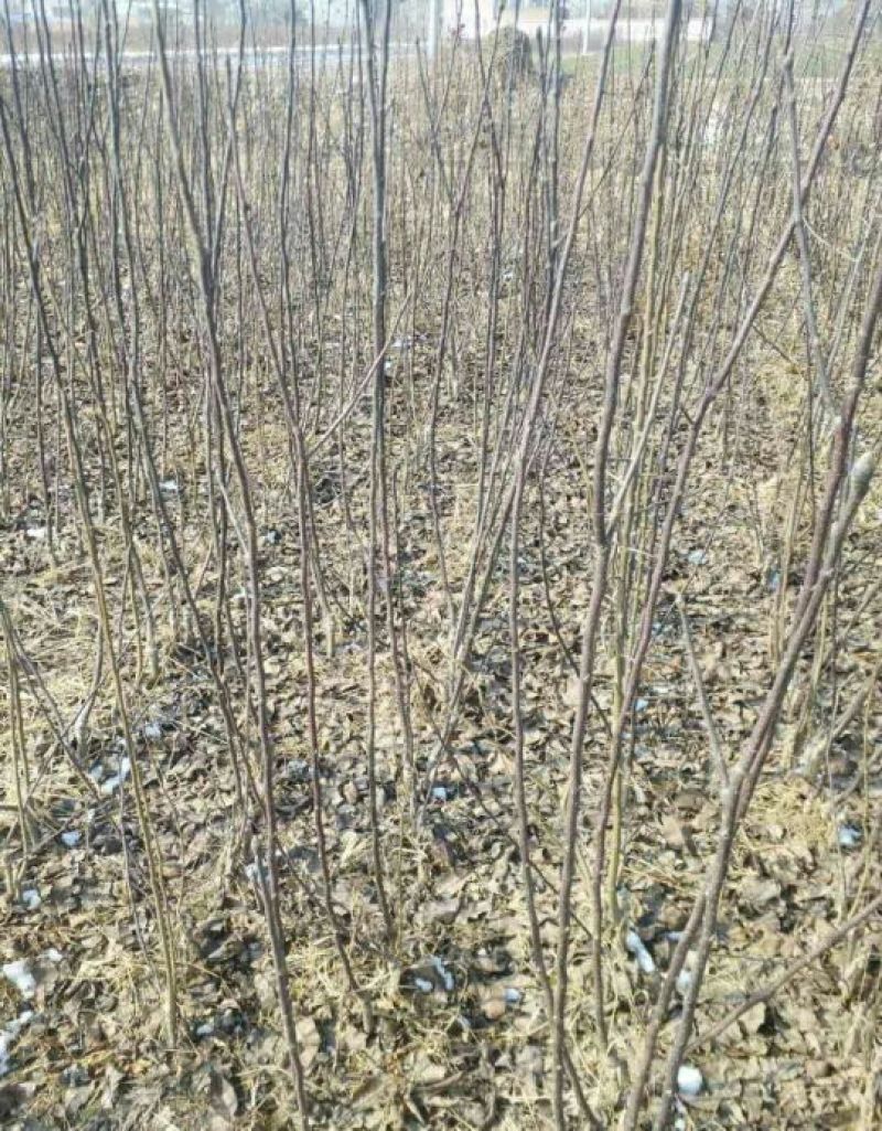 梨树苗，1一5年生，嫁接成品苗，品种齐全，根录完好。