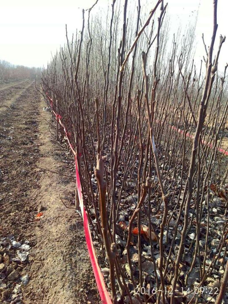 梨树苗，1一5年生，嫁接成品苗，品种齐全，根录完好。
