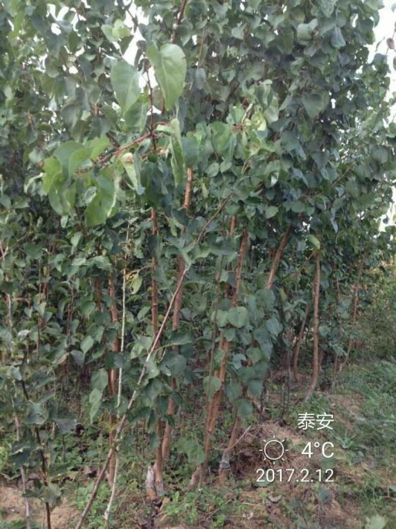李子树苗50~100cm