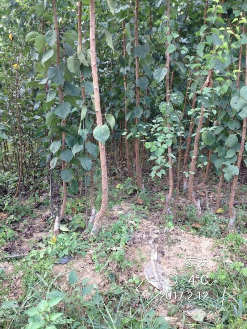 李子树苗50~100cm
