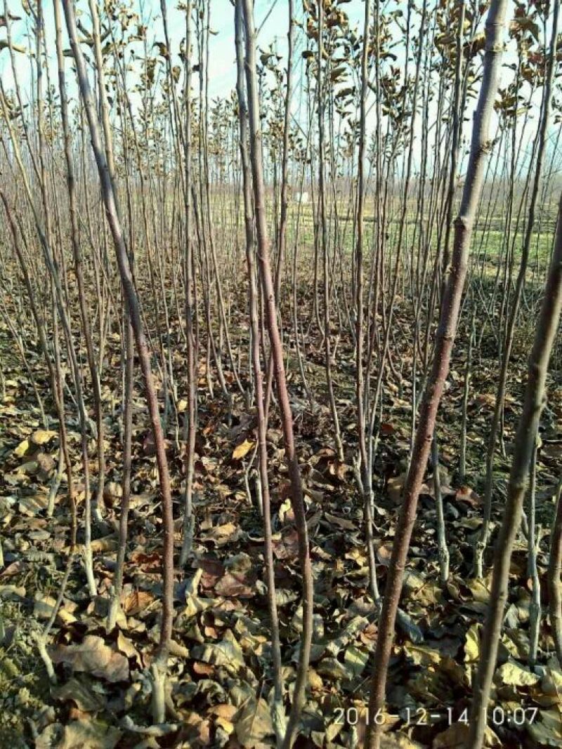 苹果树苗富士系列，各种品种，各种规格，诚信第一。