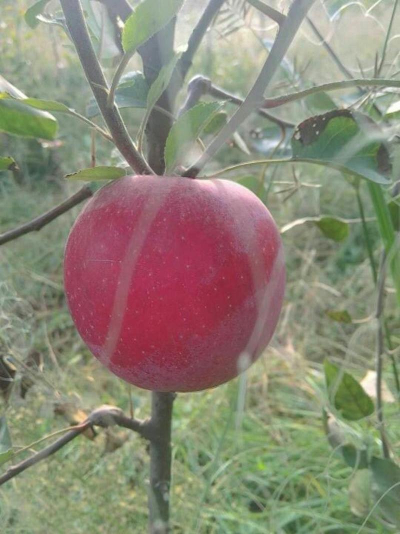 苹果树苗富士系列，各种品种，各种规格，诚信第一。