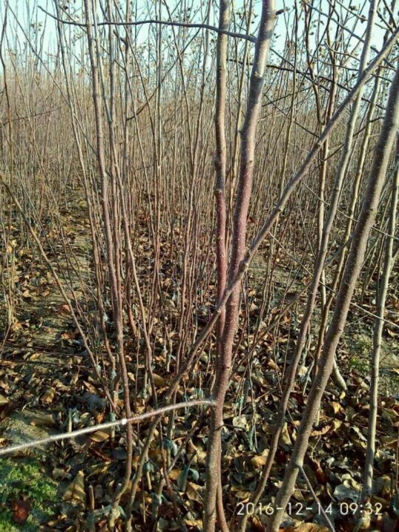 苹果树苗富士系列，各种品种，各种规格，诚信第一。