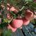苹果树苗富士系列，各种品种，各种规格，诚信第一。