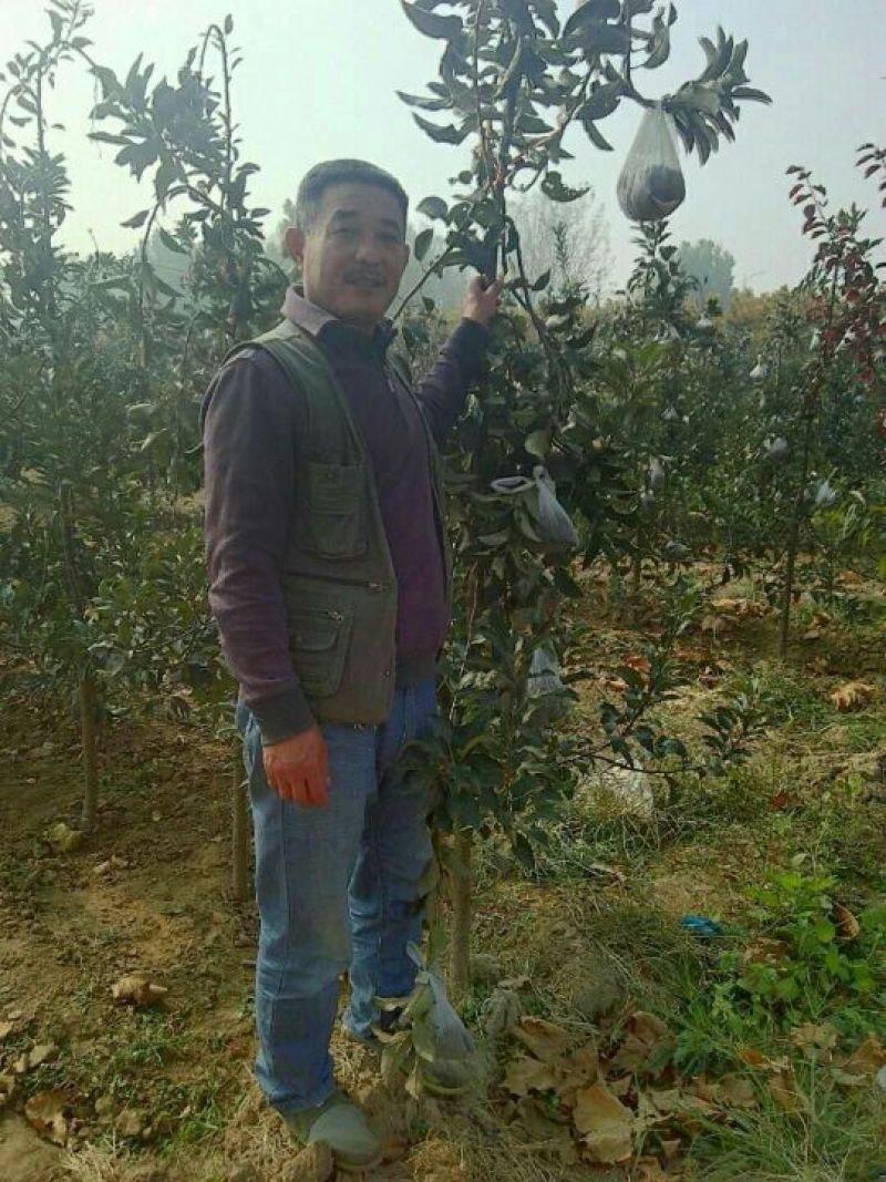 苹果树苗富士系列，各种品种，各种规格，诚信第一。