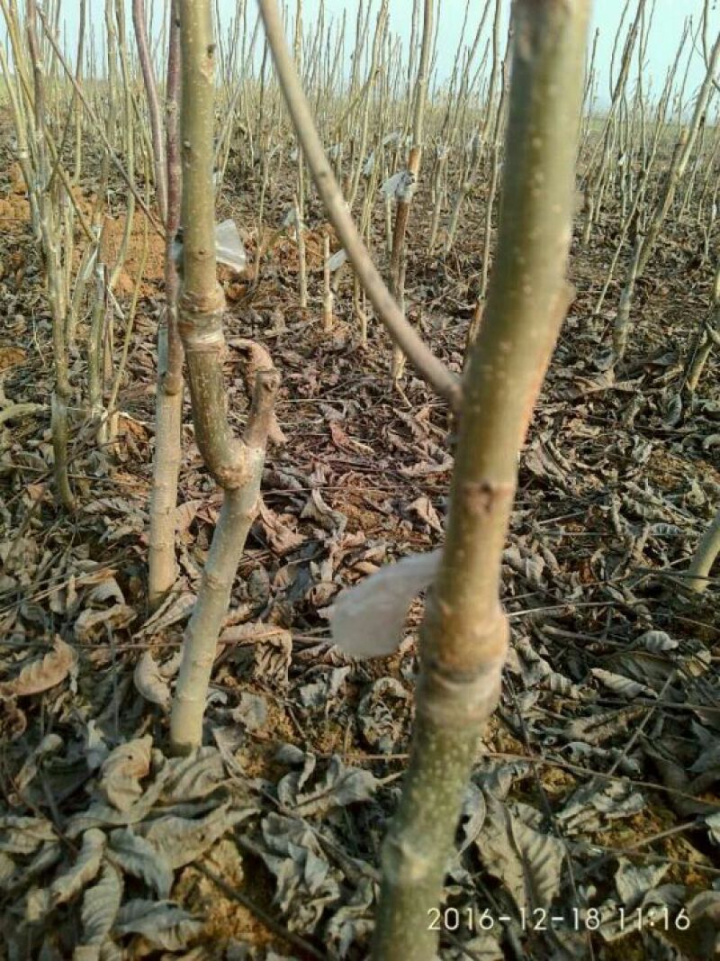 核桃苗二年苗50~100cm