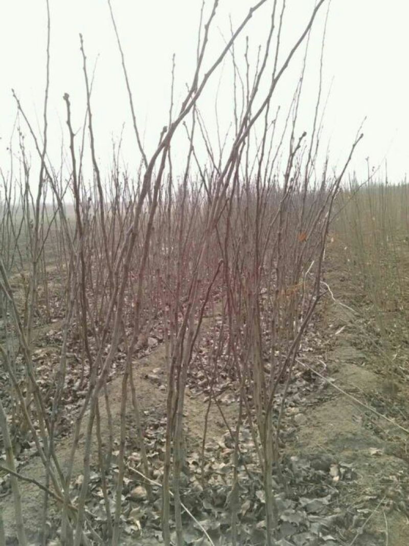 山楂树苗，嫁接成品苗多年生苗，诚信第一