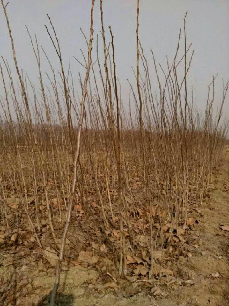山楂树苗，嫁接成品苗多年生苗，诚信第一
