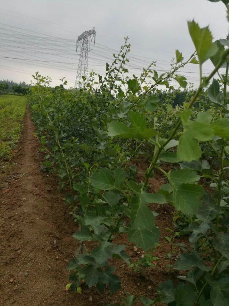 山楂树苗，嫁接成品苗多年生苗，诚信第一