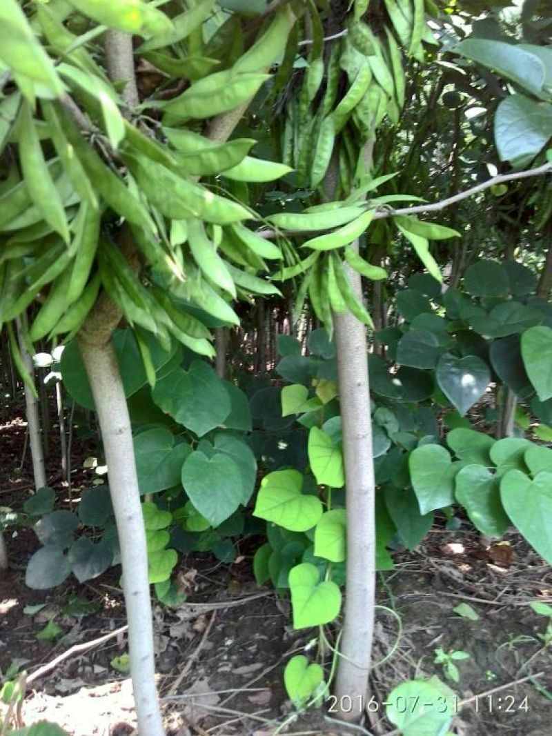 紫荆2~4cm4cm以下1.5~2米