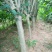木槿花树苗1.5~3米，分枝点70一80公分，根系完好