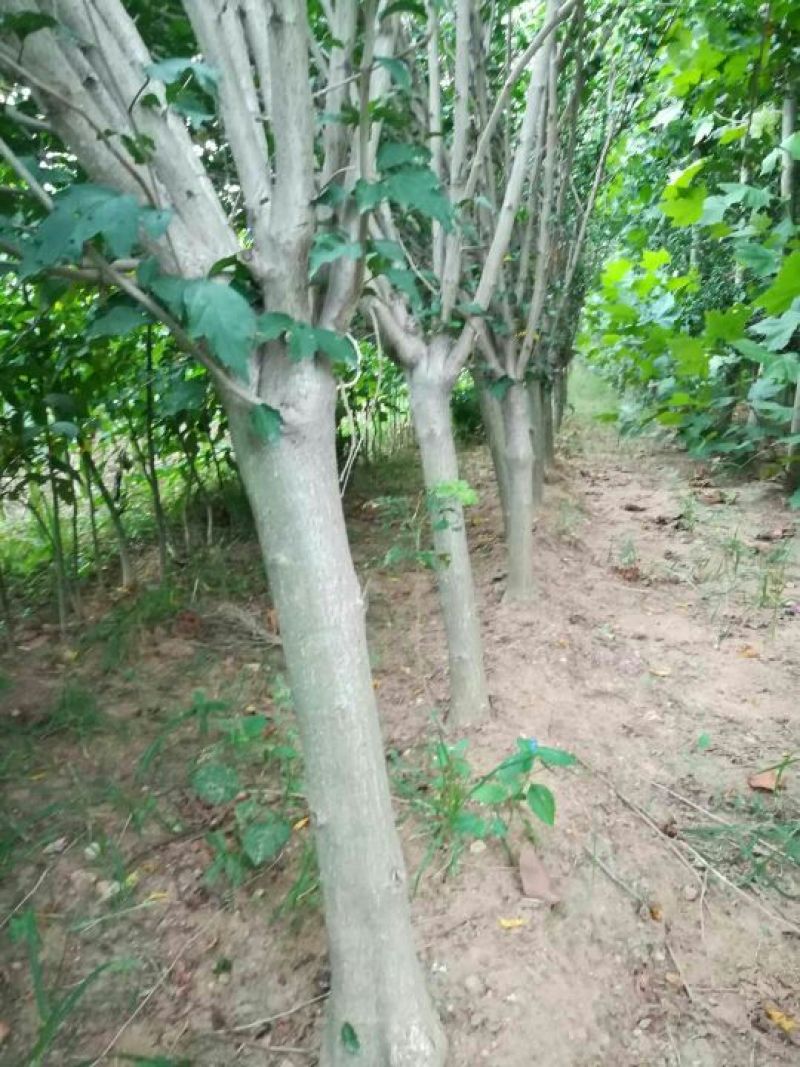 木槿花树苗1.5~3米，分枝点70一80公分，根系完好