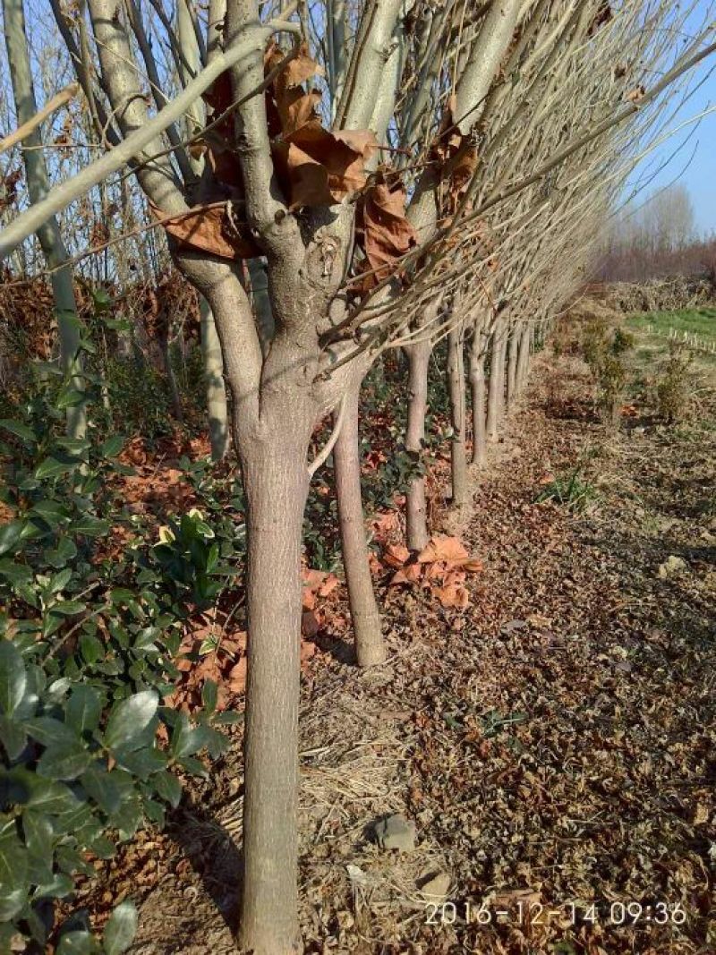 木槿花树苗1.5~3米，分枝点70一80公分，根系完好