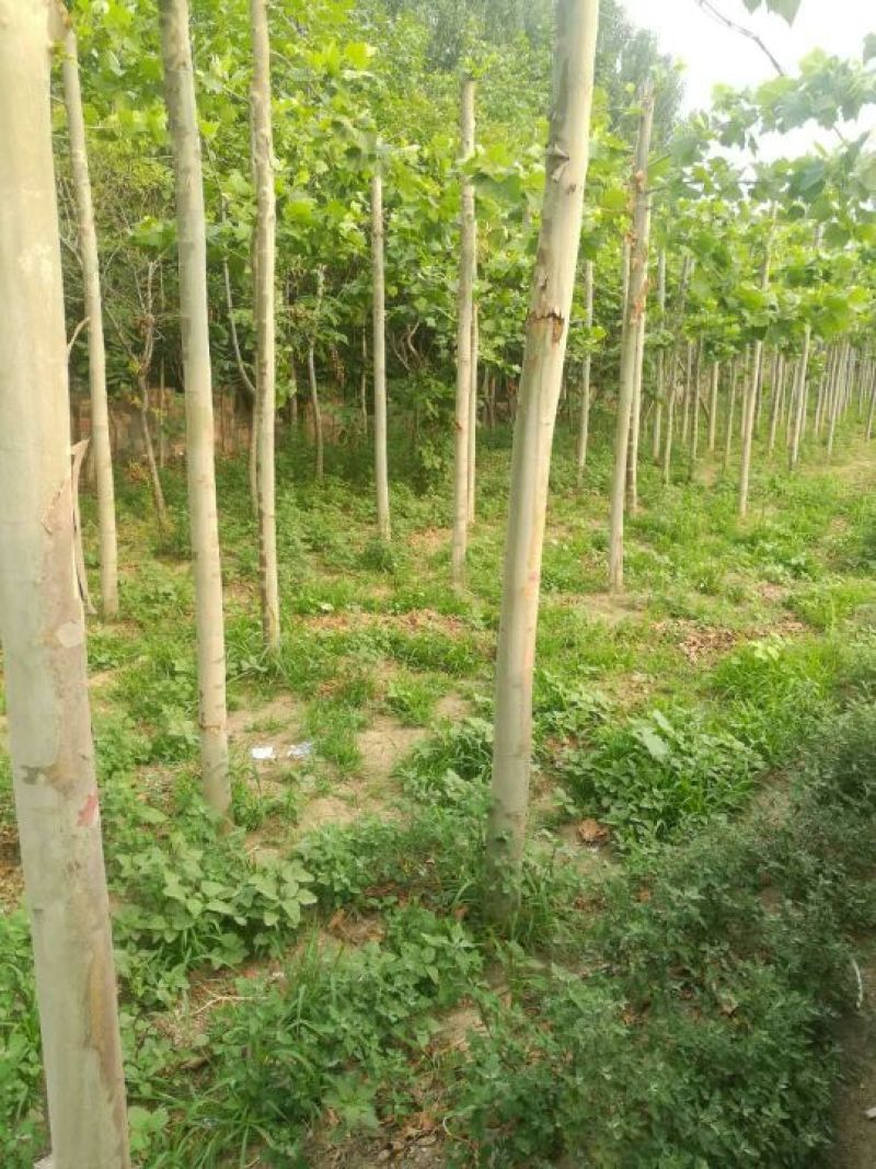 法桐3年生以上法桐树，各种规格，诚信为本。