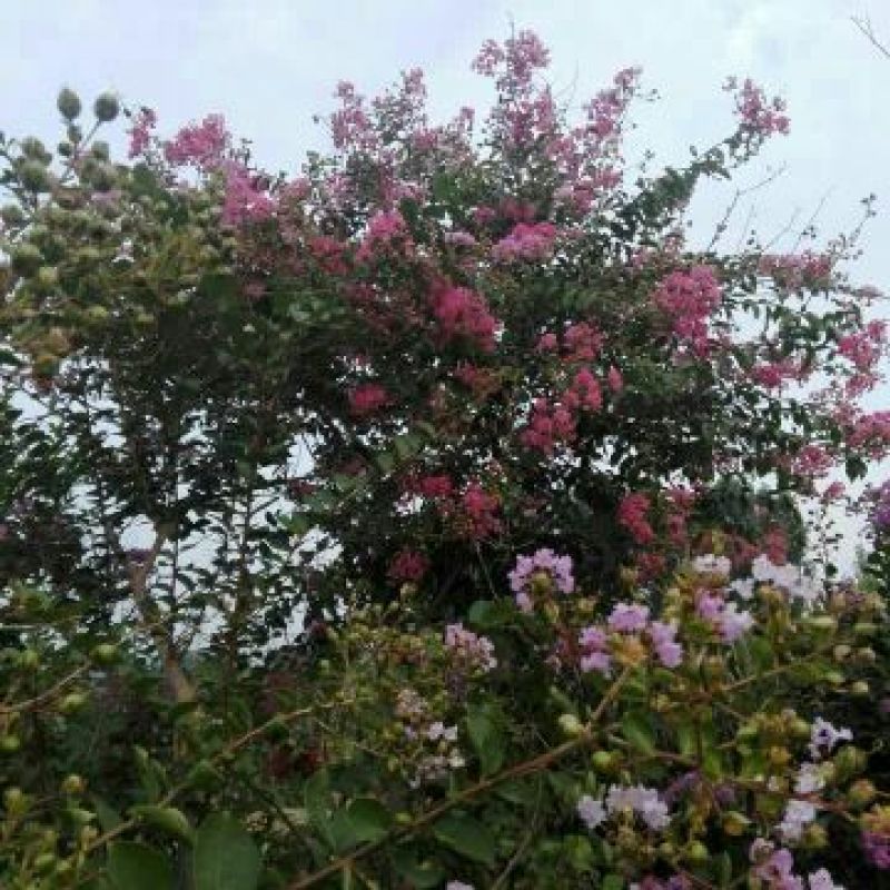 紫薇1米以下2cm以下1.5~2米