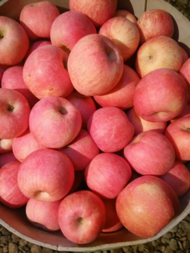 山区红富士苹果口感脆甜多汁颜色好价格便宜代发全国货源充足