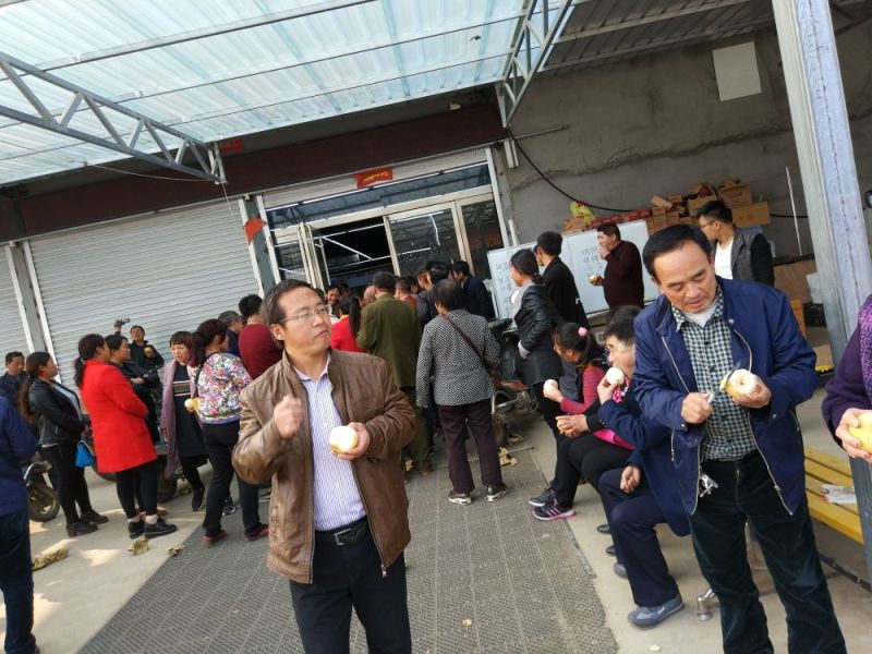 正宗黄金梨树苗1-2公分粗果大爆汁香甜品质好