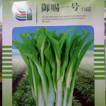 御赐一号白菜苔早熟耐热市场主流菜苔品种