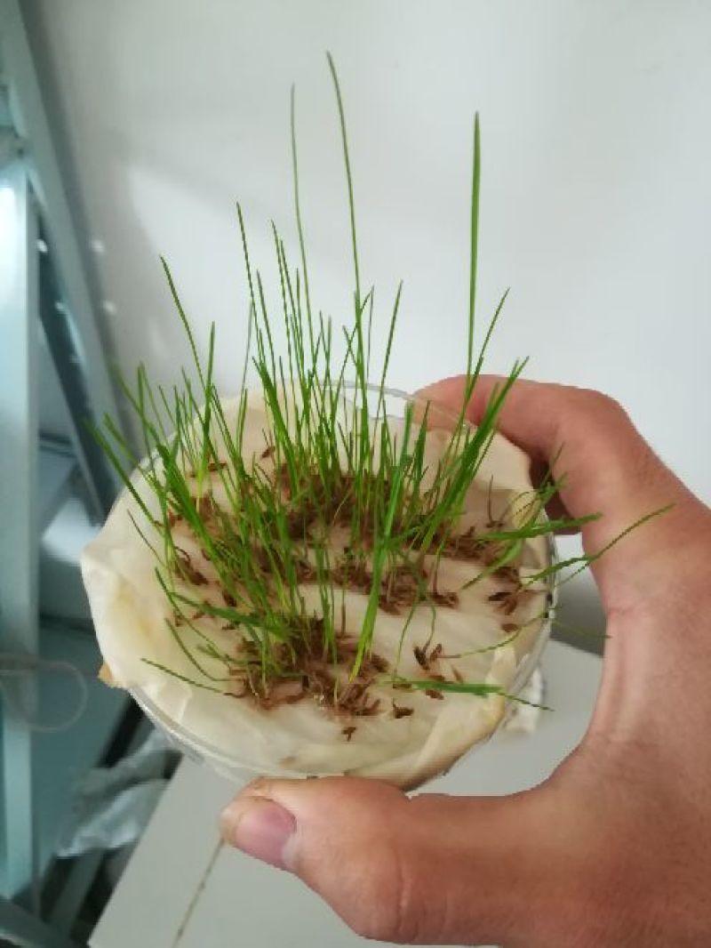 冬牧70黑麦草种货到付款