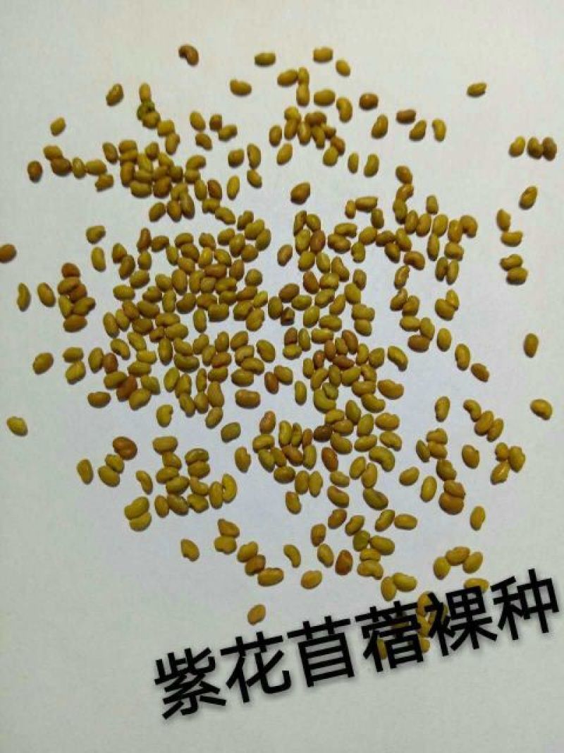 苜蓿种子快递发货货到付款