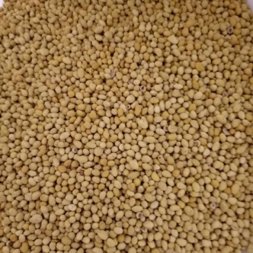 苜蓿种子快递发货货到付款