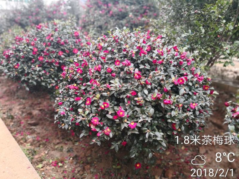 茶梅球80cm以上