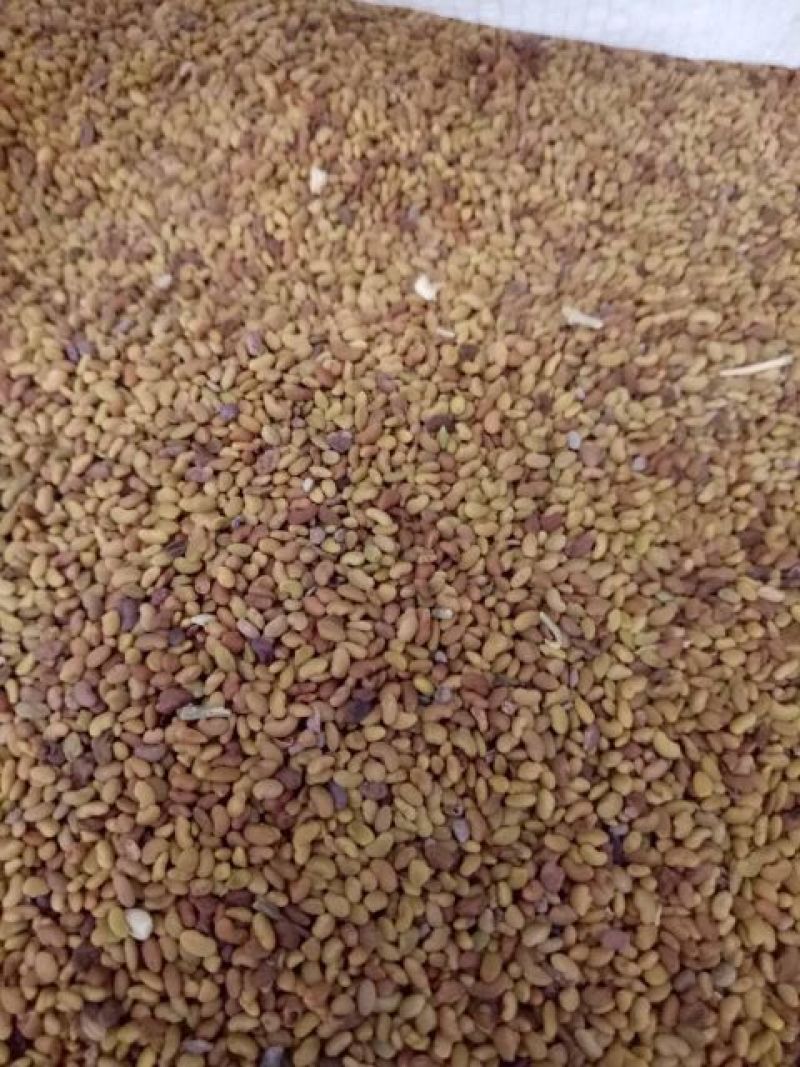 牧草种子支持货到付款