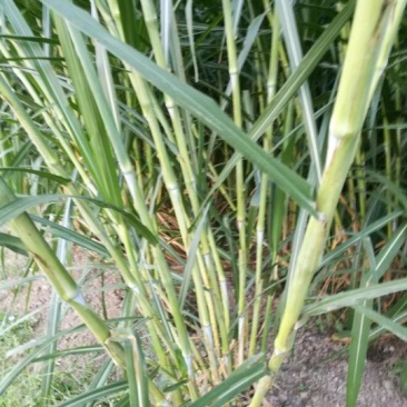 牧草种子支持货到付款