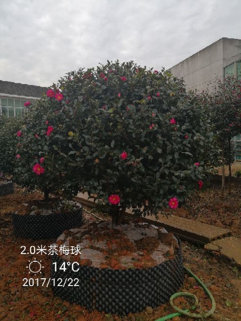 茶梅球80cm以上