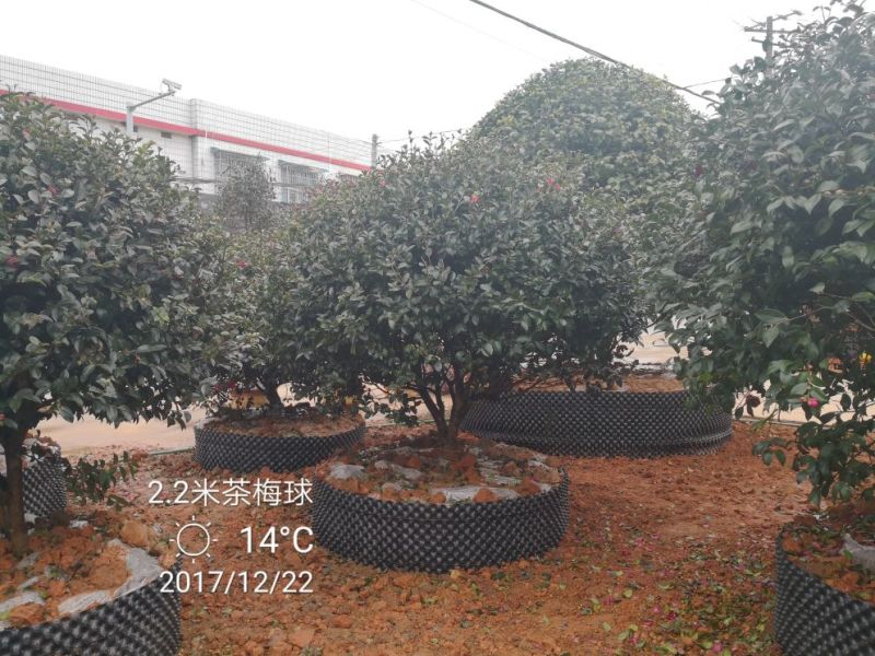 茶梅球80cm以上