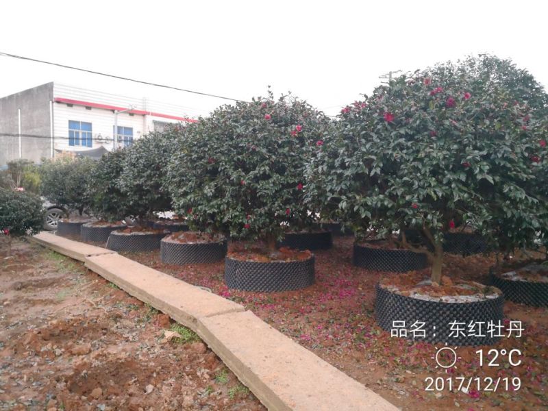 茶梅球80cm以上