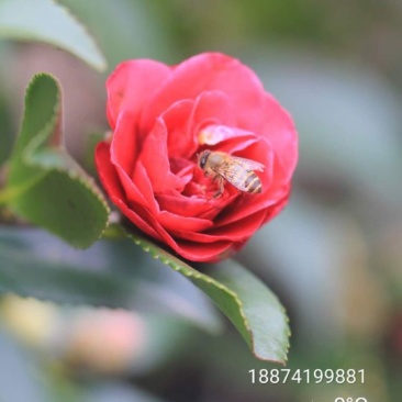 茶梅6~8cm6~8cm1.5~2米