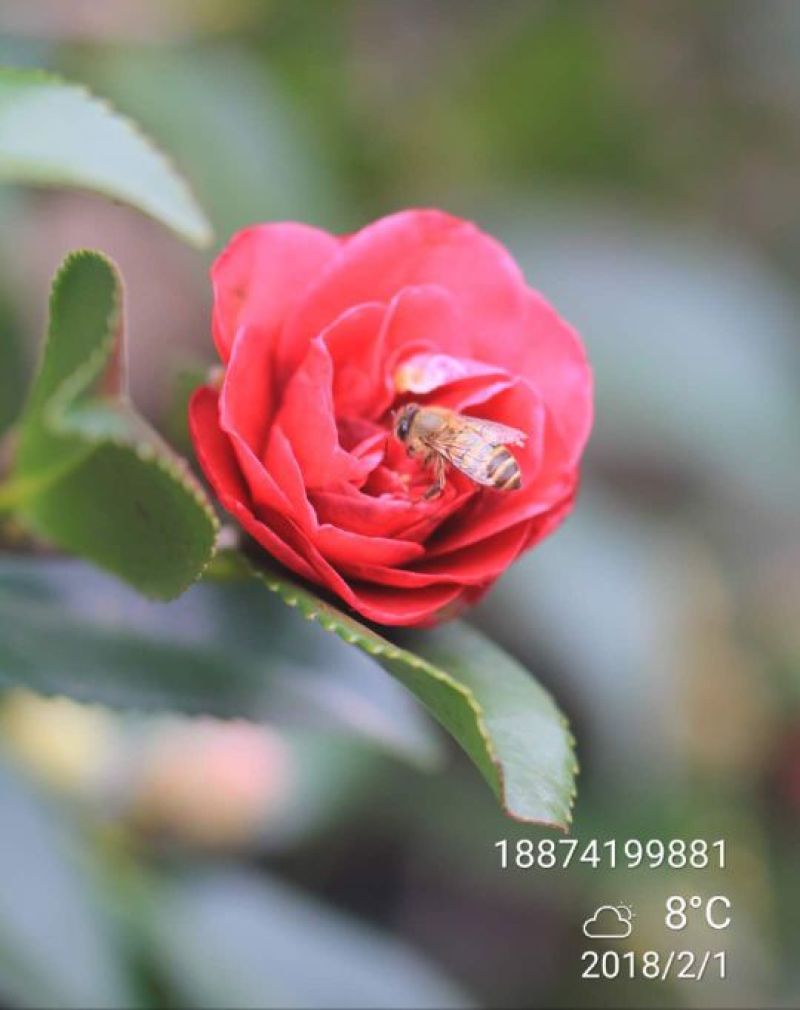 茶梅6~8cm6~8cm1.5~2米