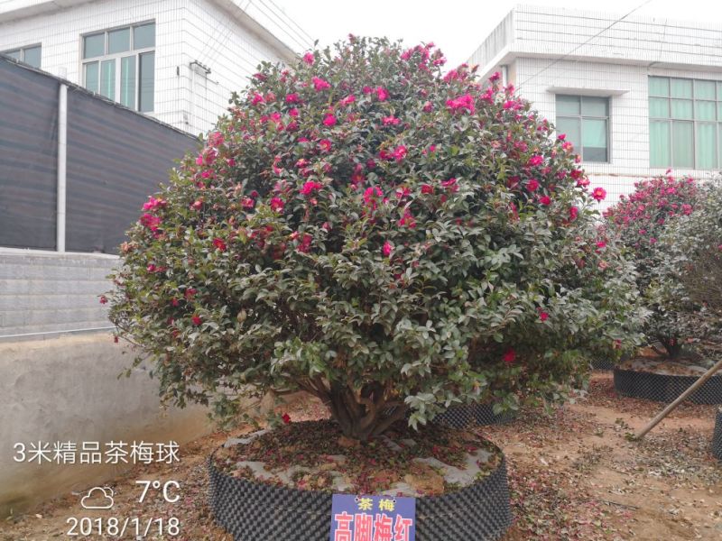 茶梅6~8cm6~8cm1.5~2米