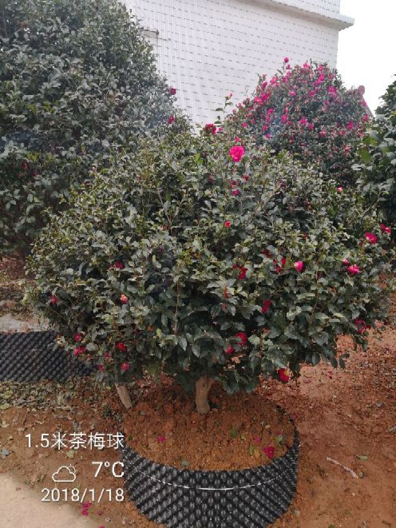 茶梅6~8cm6~8cm1.5~2米