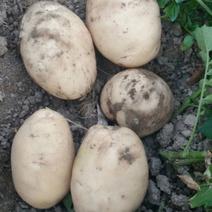 丽薯六号土豆4两以上精品产地在德宏州芒市风平镇