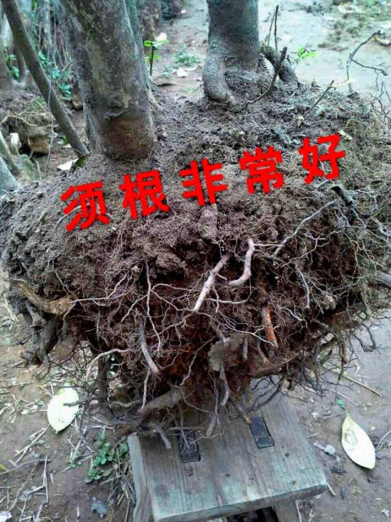映山红树桩映山红盆景下山桩熟桩