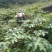 通草四川大通草通草通草一手货源保质保量量大从优