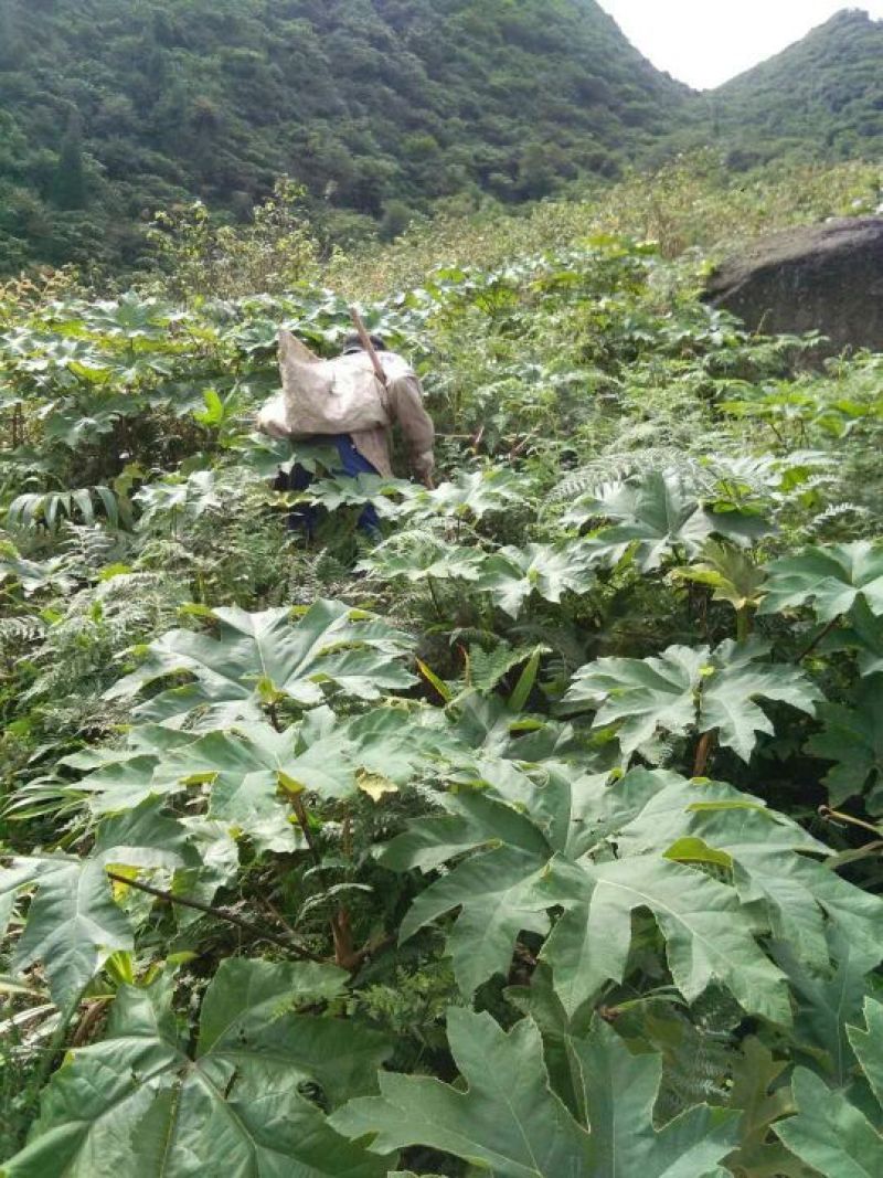 通草四川大通草通草通草一手货源保质保量量大从优