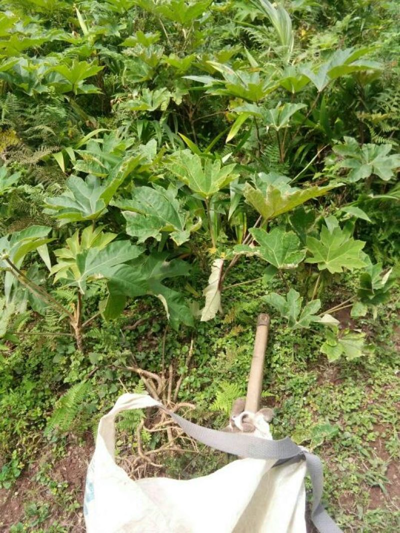 通草四川大通草通草通草一手货源保质保量量大从优