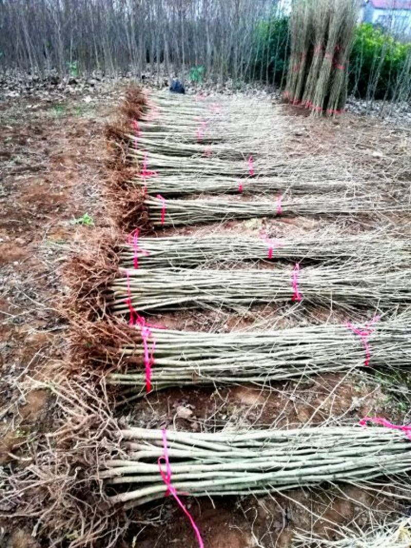 银杏树1米以下2cm以下1.5~2米