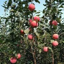 2公分矮干苹果树3年生4年生苹果树视频