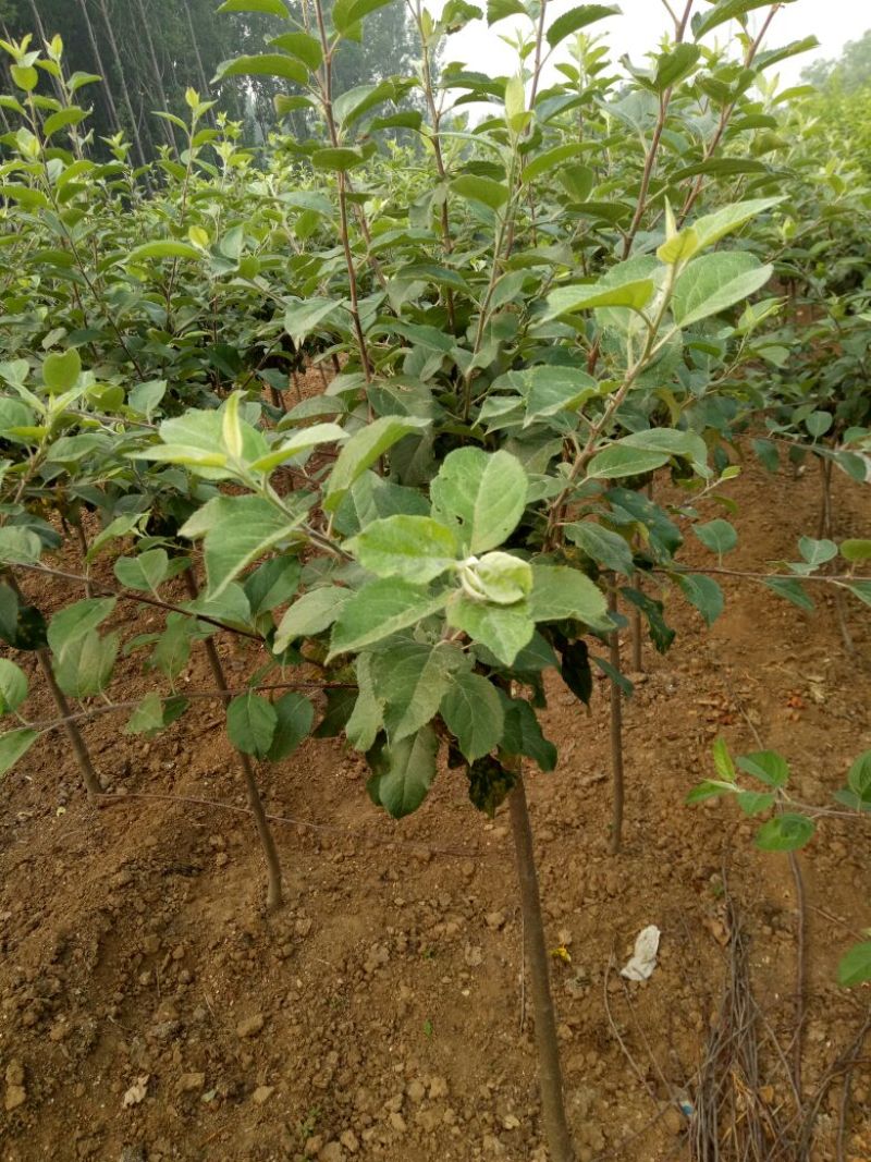 2公分矮干苹果树3年生4年生苹果树视频看货