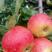 2公分矮干苹果树3年生4年生苹果树视频看货