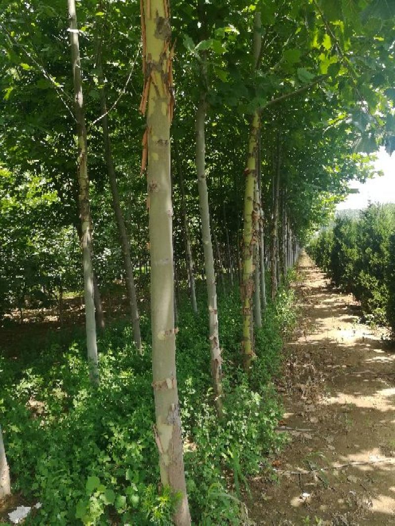 法桐3年生以上法桐树，各种规格，诚信为本。