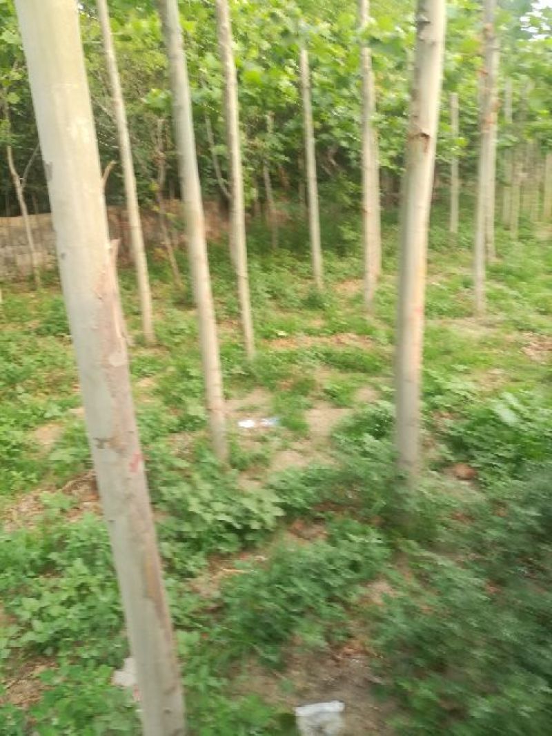 法桐3年生以上法桐树，各种规格，诚信为本。