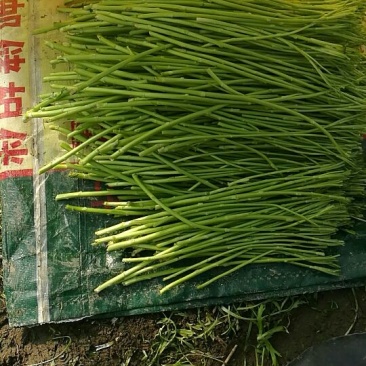 芦篙