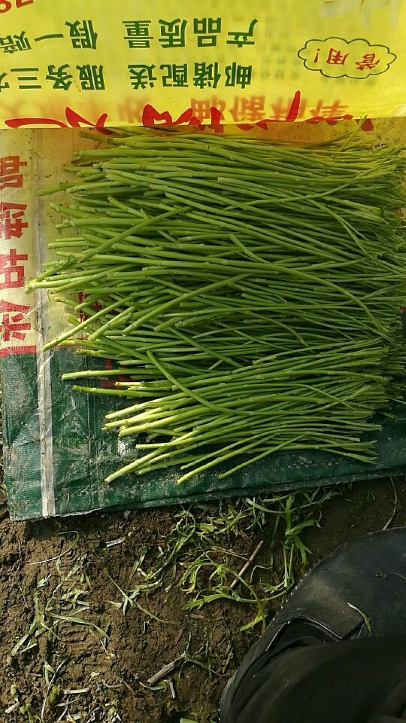 芦篙